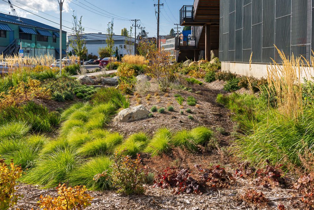 The Northlake Commons Regional Bioswale cleans over 2.6 million gallons of polluted runoff annually.
