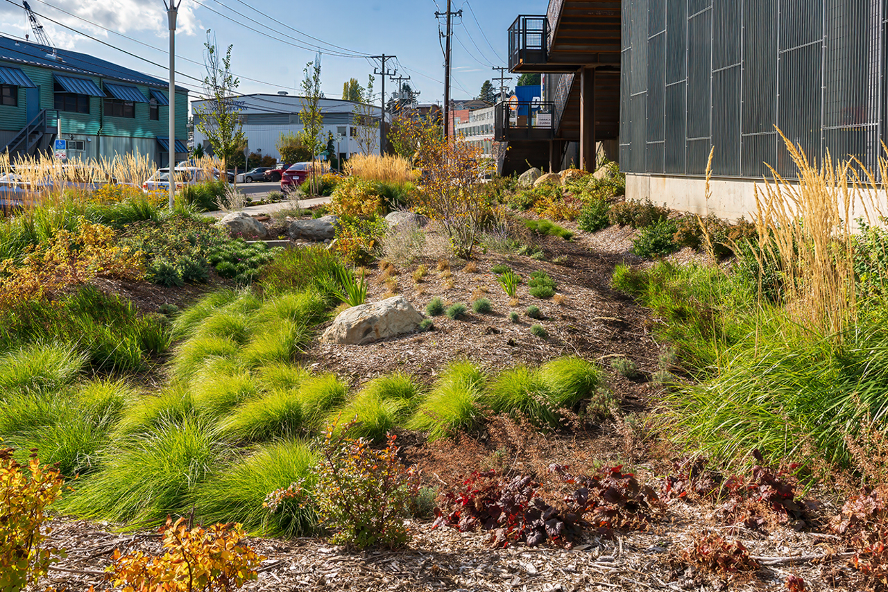 photo of the northlake commons regional bioswale on a sunny day