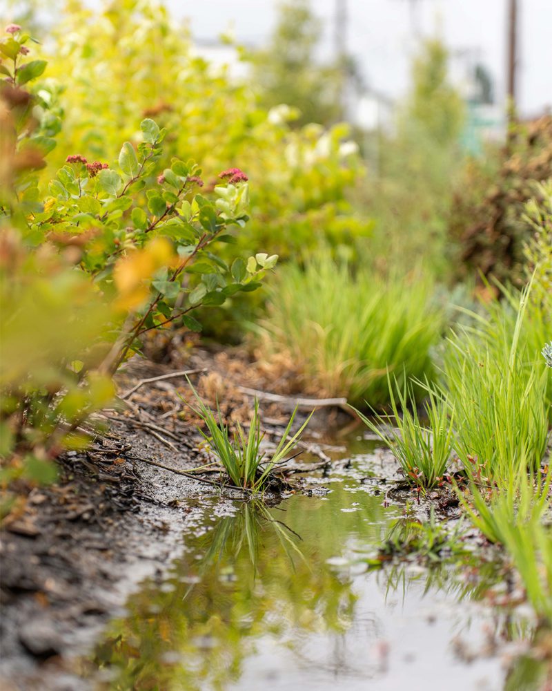 photo of plants in a bioswale with puddles on a rainy day