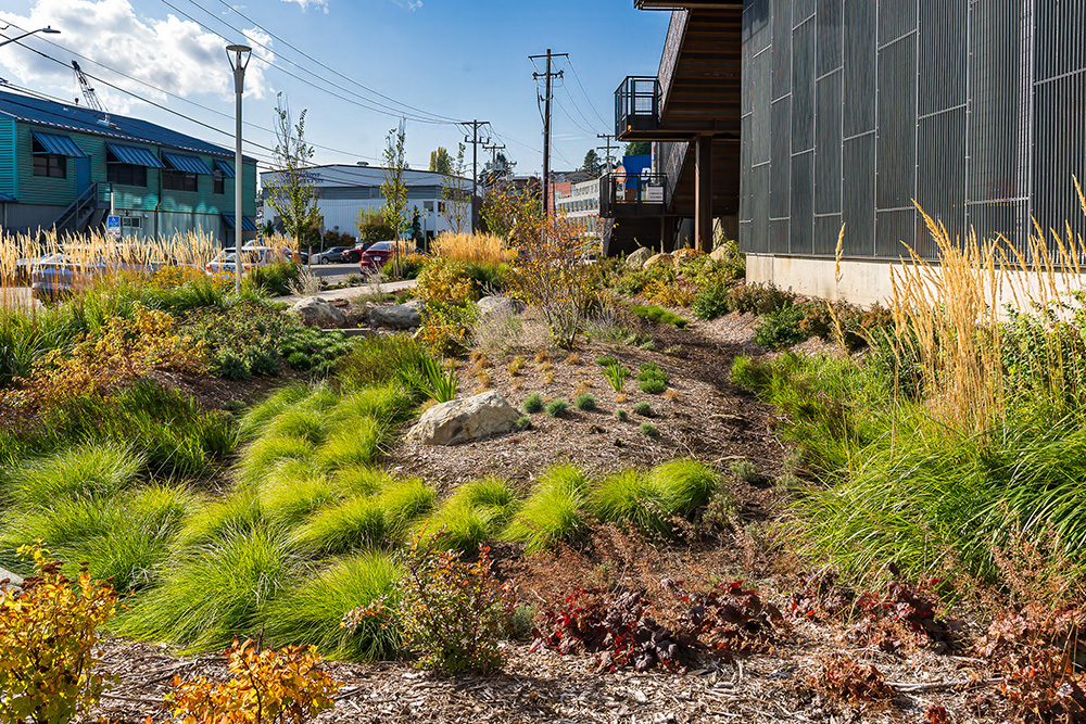 photo of the regional bioswale at northlake commons